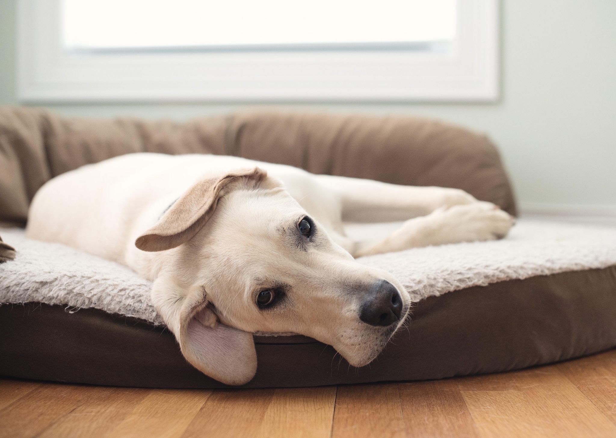  Discover the Best Pet Friendly Apartments for Rent by Owner Near Me - Your Perfect Home Awaits!